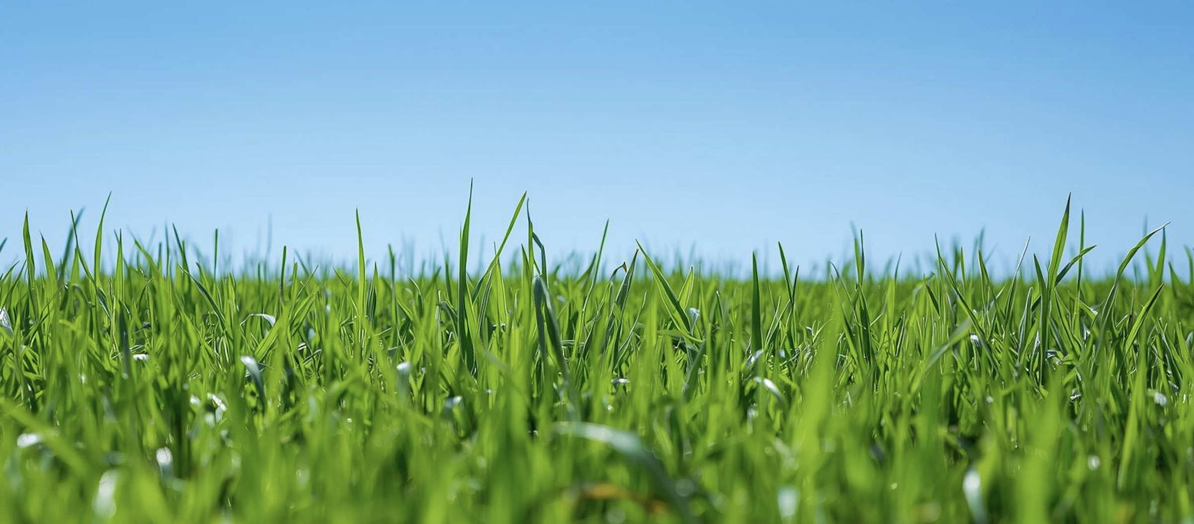 Professional lawn care services - lush green grass